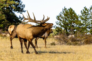 Adult male elk stands in the meadow making sounds during the rut.