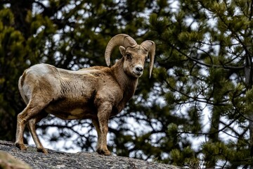 Male bighorn sheep in the forest with lush foliage in the background. Ovis canadensis.