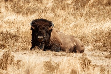 Majestic bison is resting peacefully in a field of tall golden-brown grasses.