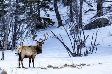Adult male elk stands in the snowy meadow surrounded by trees.