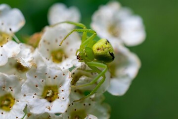 Closeup of misumenops spider perched atop a cluster of white flowers