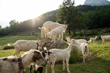 Goats in the mountain at sunset