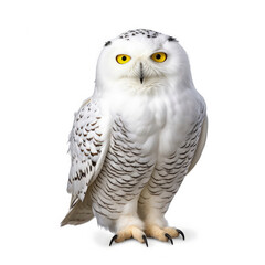 Snowy Owl (Bubo scandiacus) sitting, looking at camera