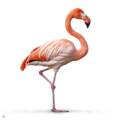 Flamingo (Phoenicopterus roseus) standing on one leg, looking to the side