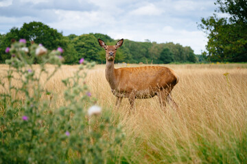A deer standing in a grassy field looking at the camera