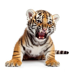 Obraz premium Baby Tiger Cub (Panthera tigris) playfully rolling on ground