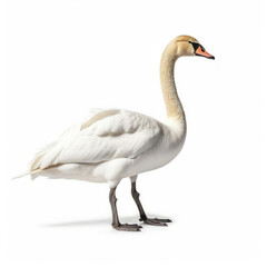 Swan (Cygnus olor) standing on one leg