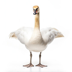 Fototapeta premium Swan (Cygnus olor) standing on one leg