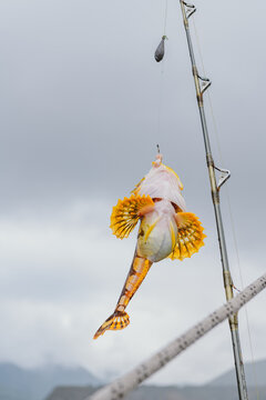 caught fish