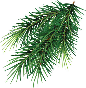 Christmas tree branch. Hand painted Christmas fir branch  isolated. Botanical illustration. Holiday print for design. Close-up. New Year.On transparent. PNG 