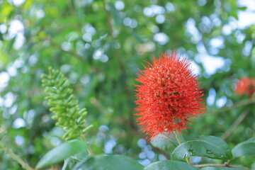 Lots of red flowers. Combretum constrictum or Finger lies on the ground or Thailand powderpuff blooming year round on blurred green plant leaf background with copy space. selective focus