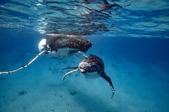 humpback whale mother and calf