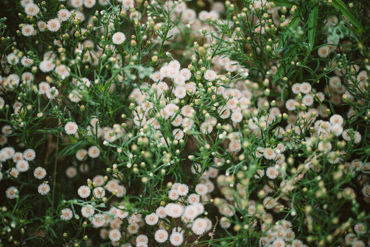 Flowers in Blur