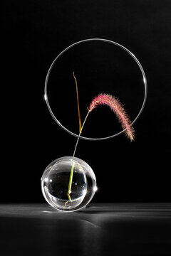 Glass Circle framing a flower