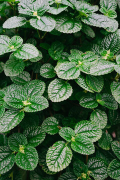 Greenery
