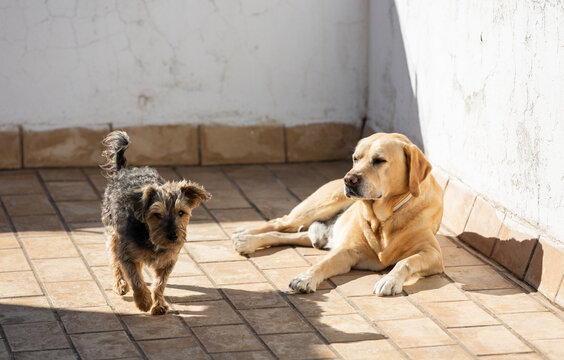 Two dogs on a roof terrace