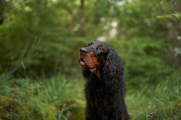 Dog in the green forest. Gordon setter in nature. Pet in natural environment