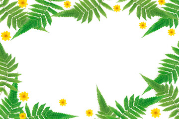 background of fern leaves on side form nature frame