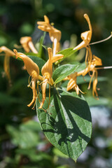 Yellow honeysuckle flowers on a blurry background. Vertical image. Abstract flowers blooming in summer against a background of green grass. Summer background with beautiful yellow flowers.