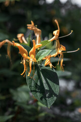 Abstract flowers blooming in summer against a background of green grass. Yellow honeysuckle flowers on a blurry background. Vertical image. Summer background with beautiful yellow flowers.