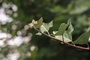 A young ivy shoot on a blurry background. Summer background with beautiful yellow flowers. Yellow flowers on a green background. Yellow flowers close-up.