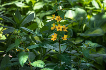 Yellow flowers on a green background. Abstract flowers blooming on a background of green grass in summer. Summer background with beautiful yellow flowers. Yellow flowers close-up.