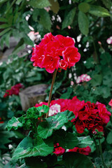 Red geranium. Geranium close-up in the garden on a green background. Red pelargonium in the garden. Red geranium flowers in summer. Bright vertical image of pelargonium.