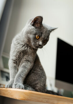 kitty sitting at office desk