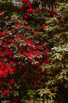 Florals around Paris