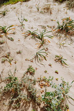 Shells in the sand