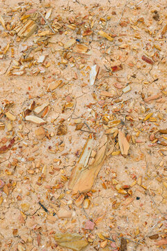 Shells in the sand