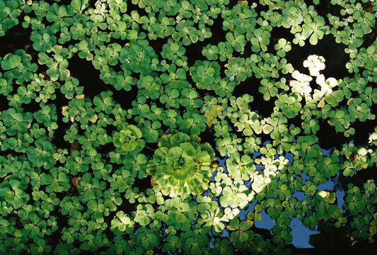 Small green plants in the water
