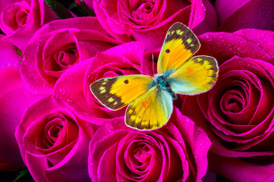 Yellow Butterfly On Pink Roses
