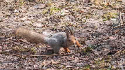Squirrel in autumn or spring hides nuts on the green grass with fallen yellow leaves