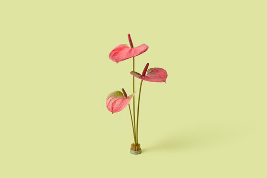 Red anthurium plant on pastel green background.