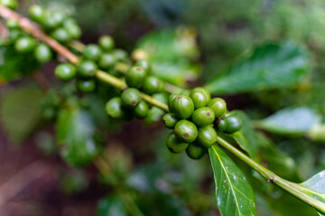 Green coffee beans plantation. Costa Rica