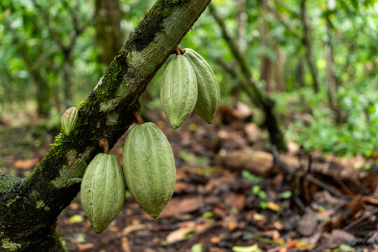 Cocoa beans on tree from Costa Rica