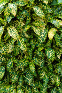 Green background nature monstera plant texture 