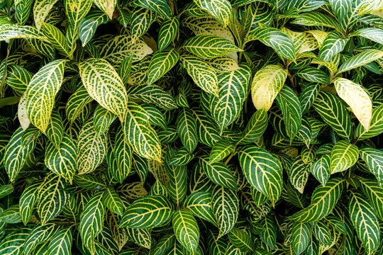 Green background nature monstera plant texture 