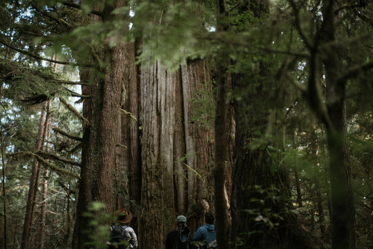 Old growth tree view