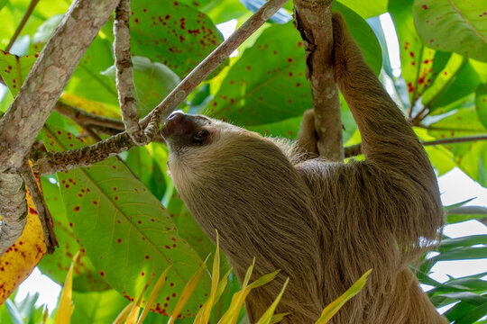 Sloth climbing a tree in Cahuita National Park