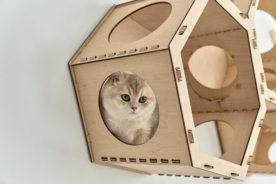 A little cat in a wooden wall house