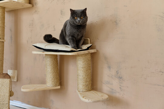 A black cat on a climbing wallscapes  