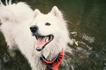 Wet samoyed dog in a little river
