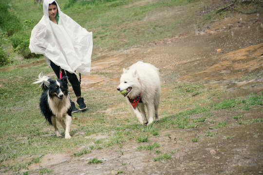 Woman playing with her dogs in the rain on a grassy field