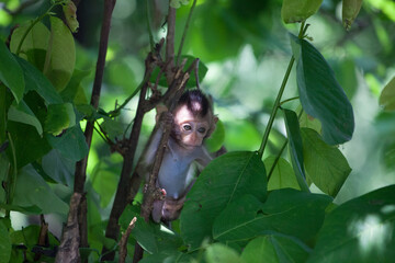 Fototapeta premium 可愛いサル 