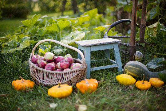 summer garden harvest