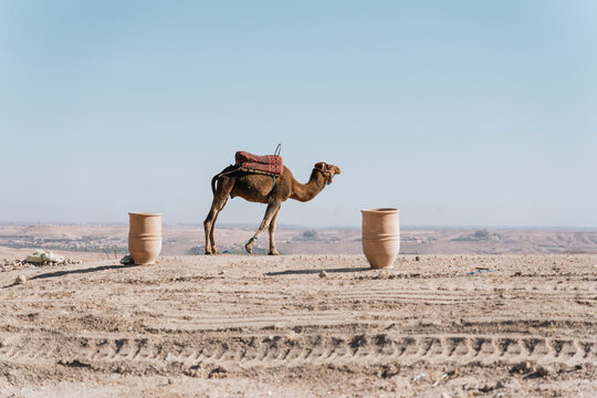 Camel in the desert