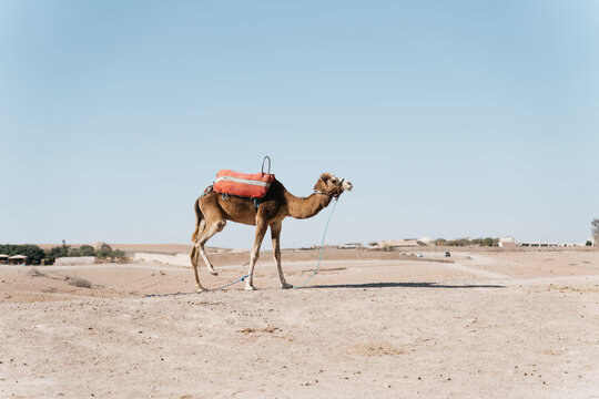 Solitary Camel in the Desert