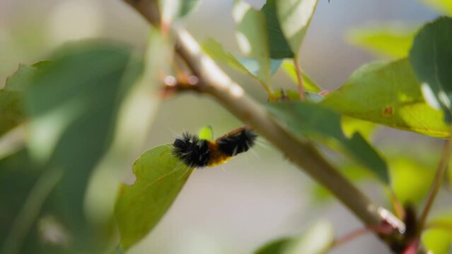 Spotted tussock moth crawling on a swaying green leaf. Slow motion. 